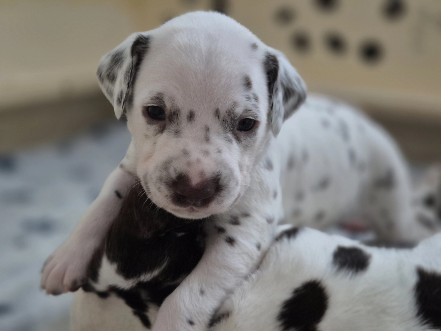Dalmatiner - Zuchtstätte - Tierärztlicher Bericht über eine Ultraschalluntersuchung einer trächtigen Hündin namens Merle