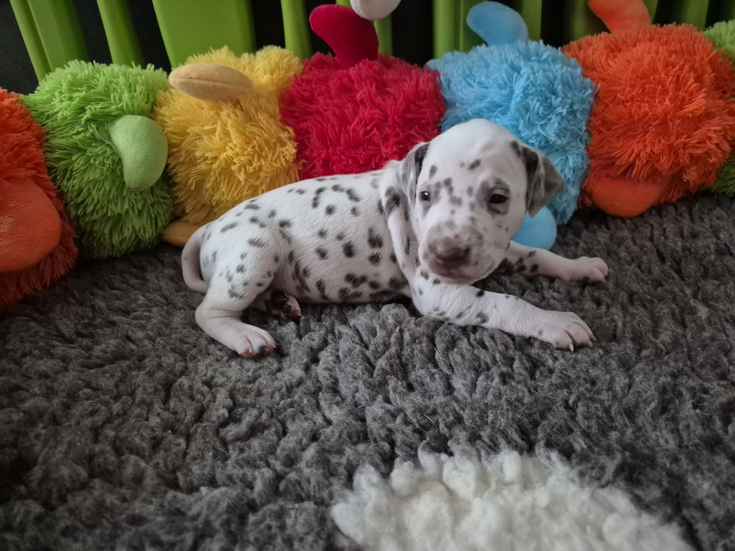 Dalmatiner - Zuchtstätte - Tierärztlicher Bericht über eine Ultraschalluntersuchung einer trächtigen Hündin namens Merle