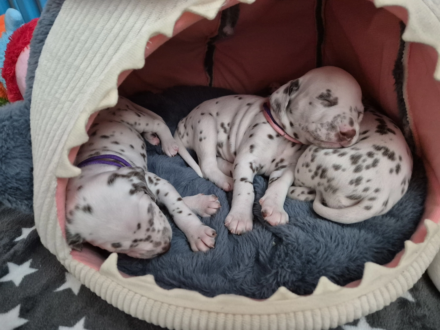 Dalmatiner - Zuchtstätte - Tierärztlicher Bericht über eine Ultraschalluntersuchung einer trächtigen Hündin namens Merle