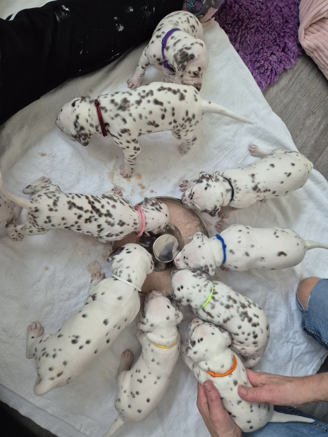 Dalmatiner - Zuchtstätte - Tierärztlicher Bericht über eine Ultraschalluntersuchung einer trächtigen Hündin namens Merle