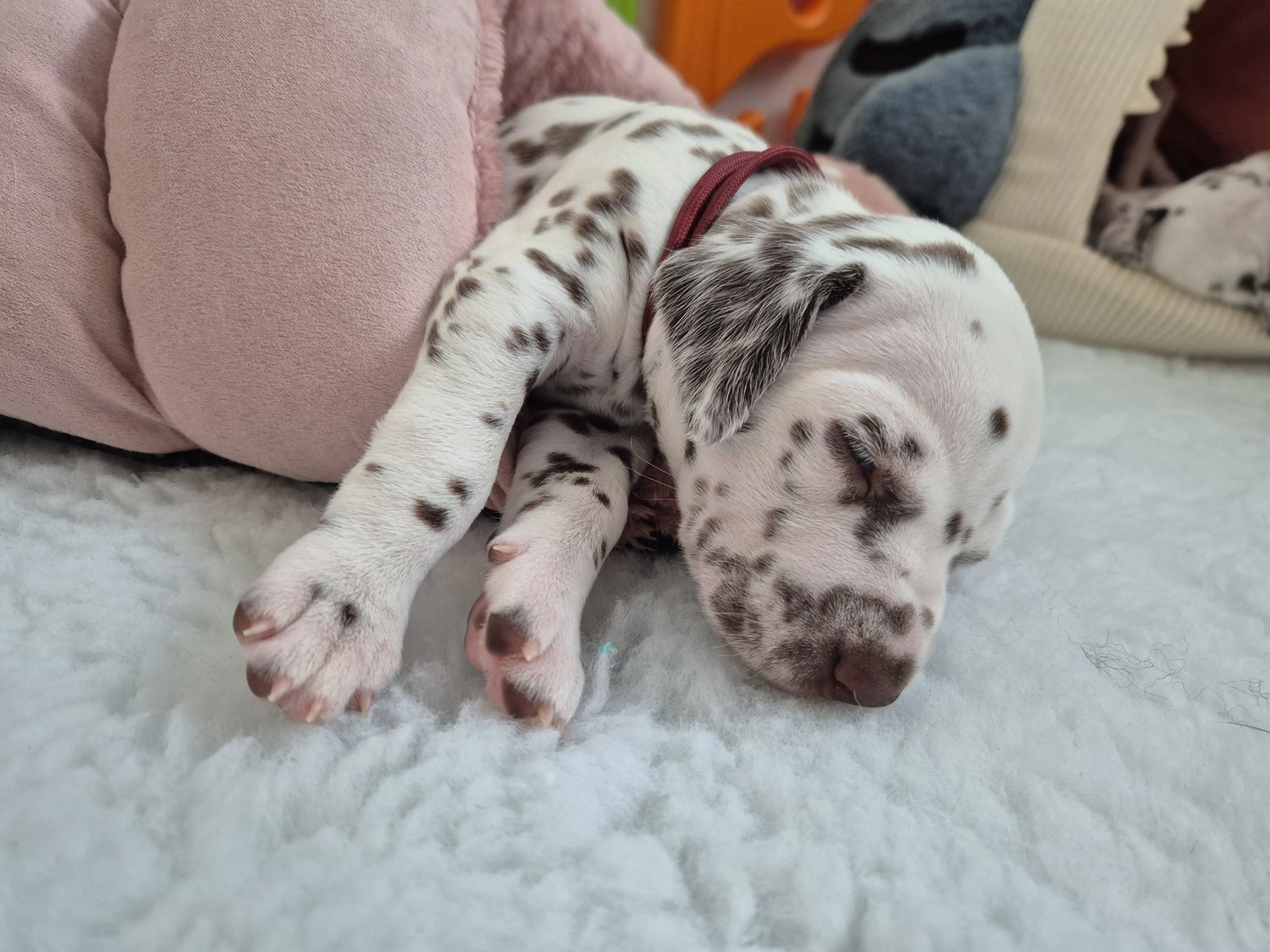 Dalmatiner - Zuchtstätte - Tierärztlicher Bericht über eine Ultraschalluntersuchung einer trächtigen Hündin namens Merle