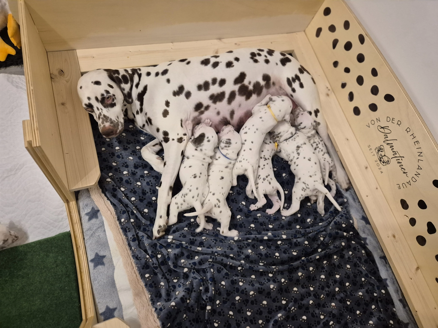 Dalmatiner - Zuchtstätte - Tierärztlicher Bericht über eine Ultraschalluntersuchung einer trächtigen Hündin namens Merle