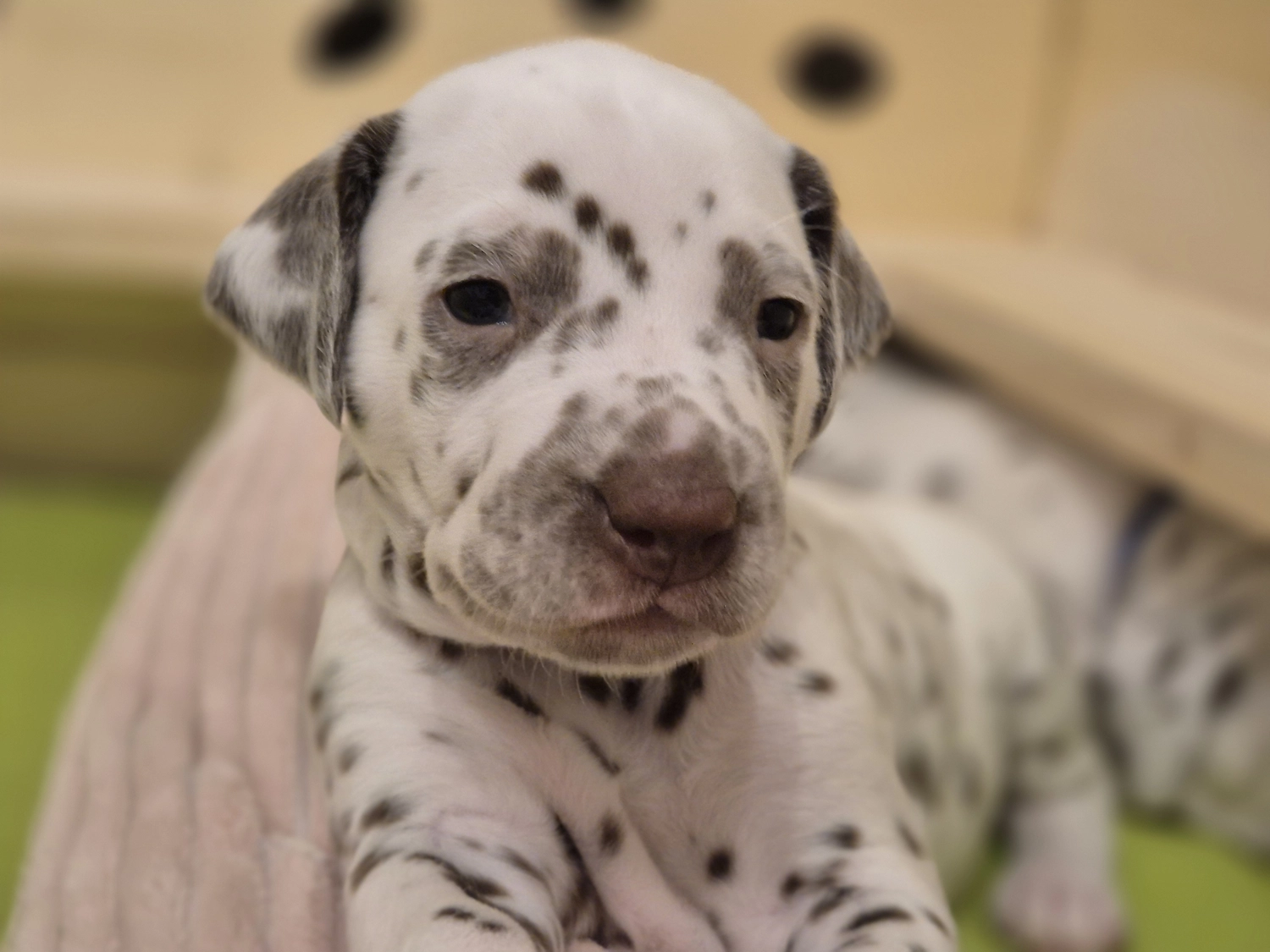 Dalmatiner - Zuchtstätte - Tierärztlicher Bericht über eine Ultraschalluntersuchung einer trächtigen Hündin namens Merle