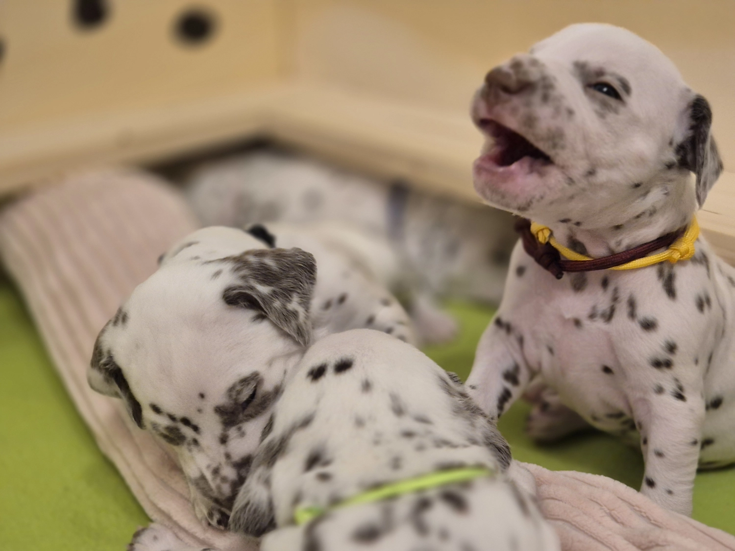 Dalmatiner - Zuchtstätte - Tierärztlicher Bericht über eine Ultraschalluntersuchung einer trächtigen Hündin namens Merle