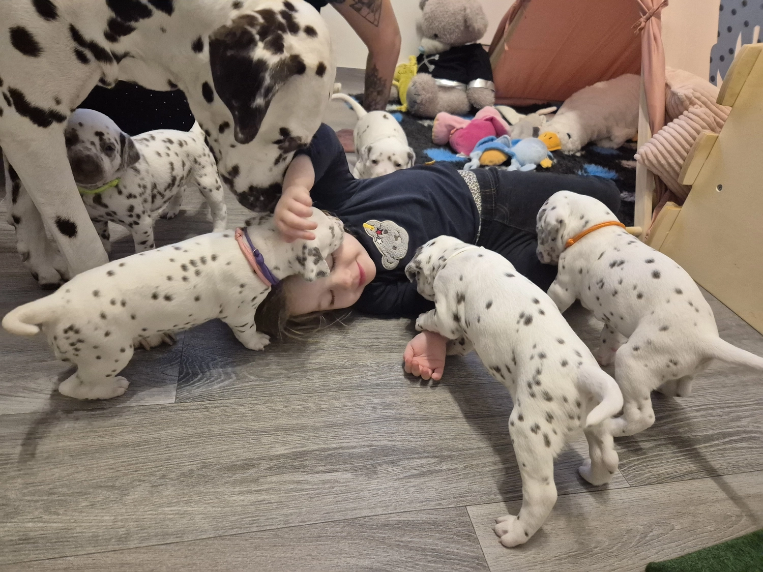 Dalmatiner - Zuchtstätte - Tierärztlicher Bericht über eine Ultraschalluntersuchung einer trächtigen Hündin namens Merle