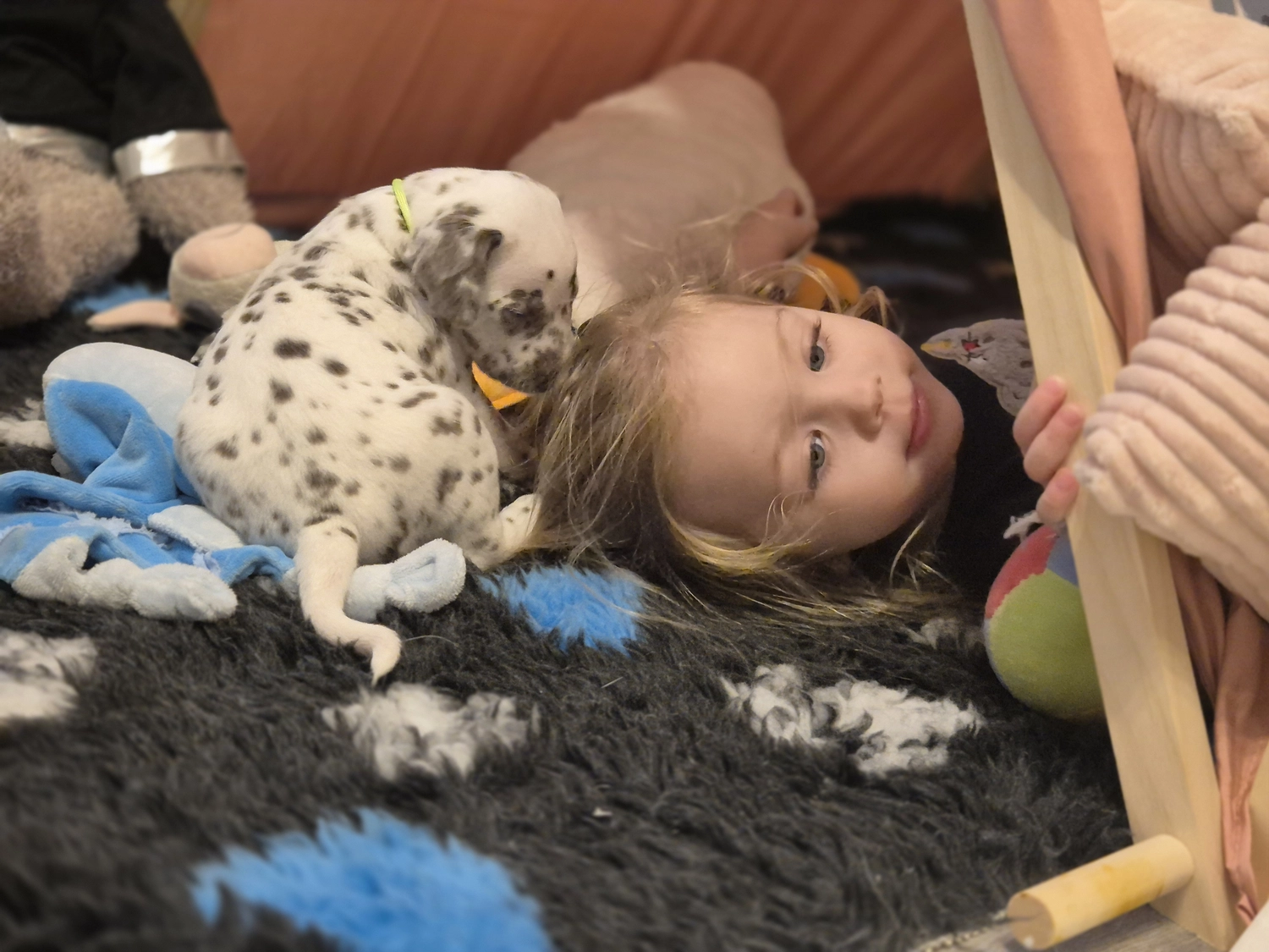 Dalmatiner - Zuchtstätte - Tierärztlicher Bericht über eine Ultraschalluntersuchung einer trächtigen Hündin namens Merle