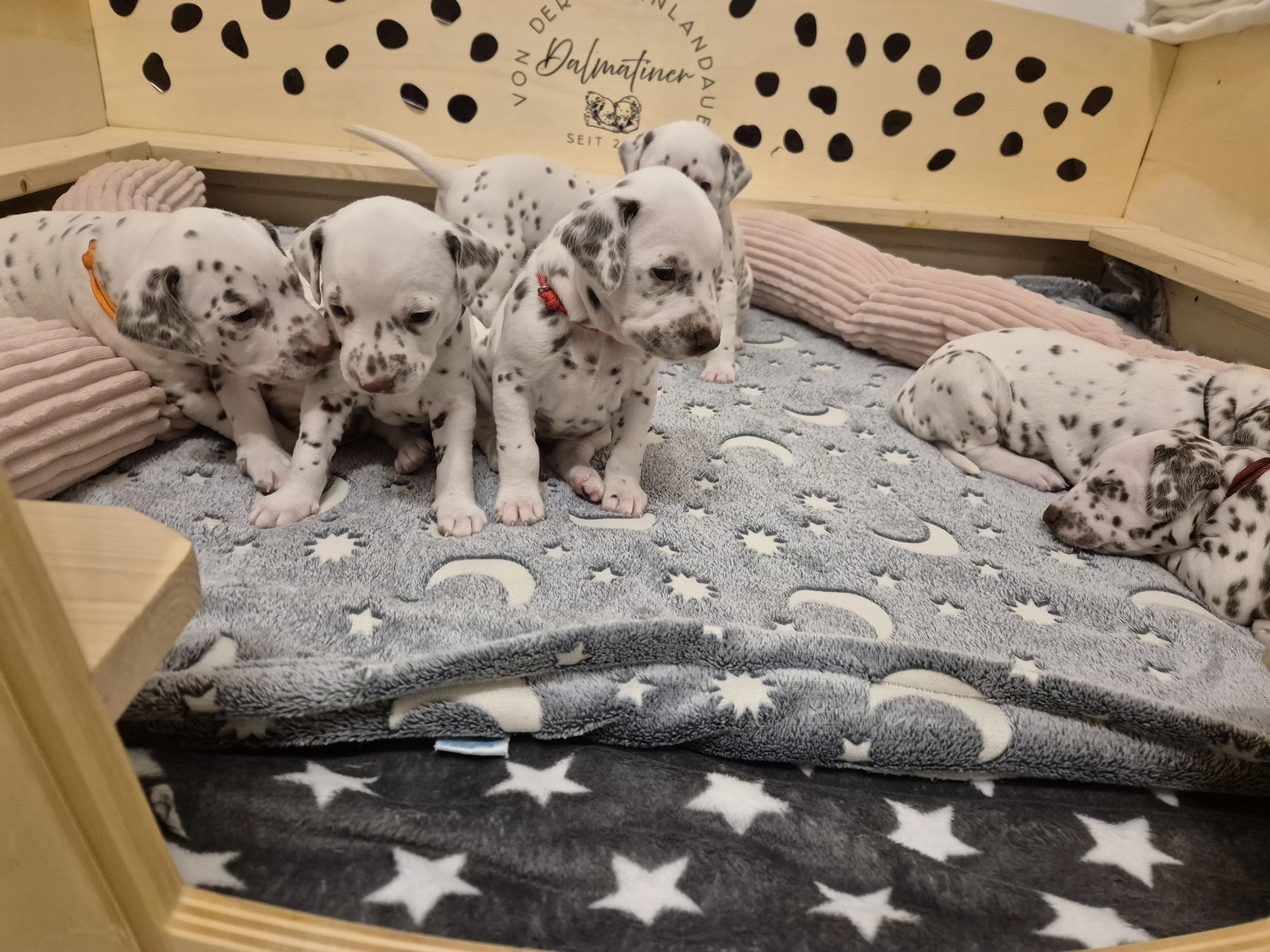 Dalmatiner - Zuchtstätte - Tierärztlicher Bericht über eine Ultraschalluntersuchung einer trächtigen Hündin namens Merle