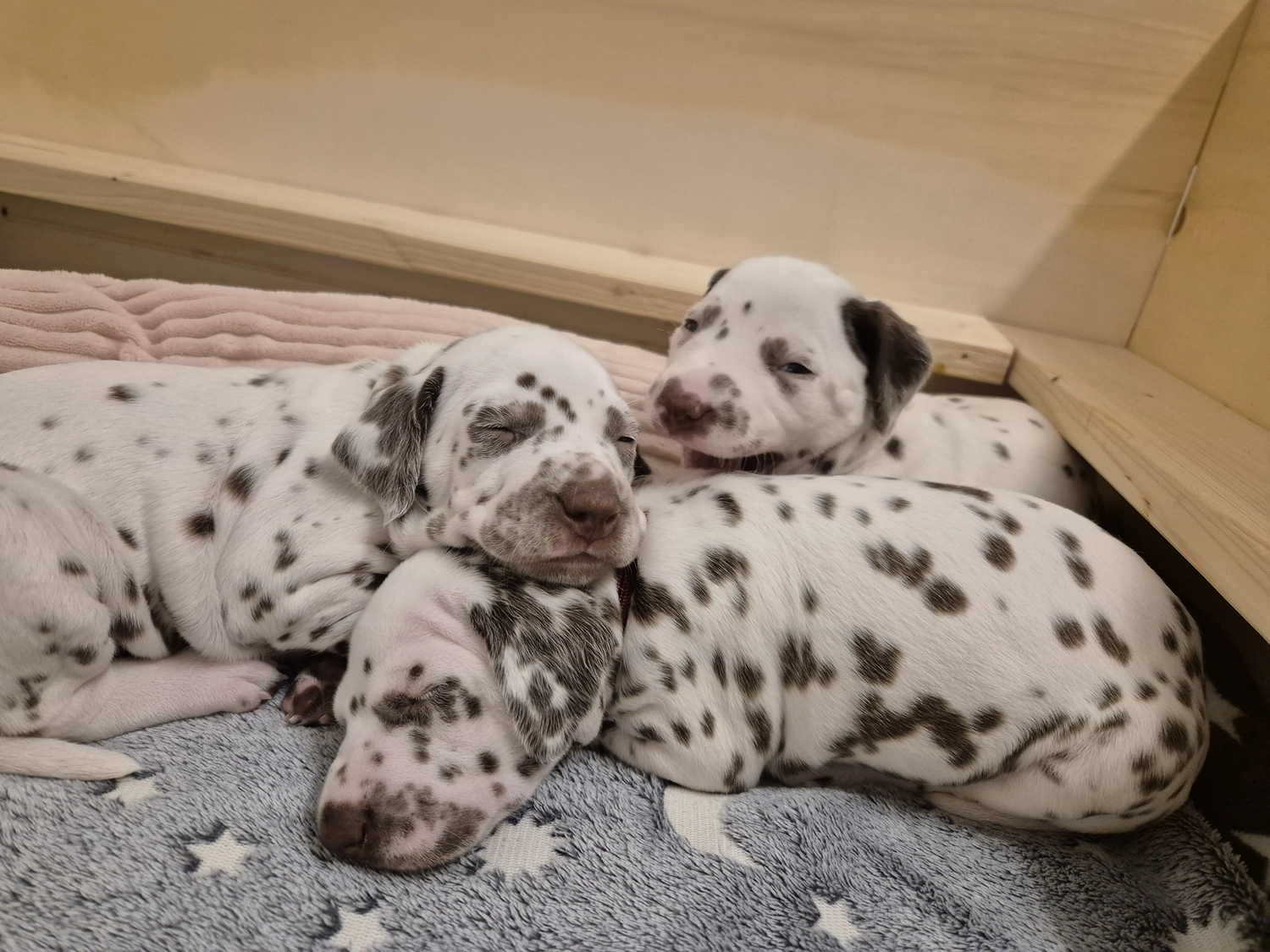 Dalmatiner - Zuchtstätte - Tierärztlicher Bericht über eine Ultraschalluntersuchung einer trächtigen Hündin namens Merle