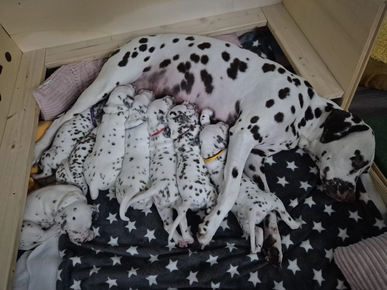 Dalmatiner - Zuchtstätte - Tierärztlicher Bericht über eine Ultraschalluntersuchung einer trächtigen Hündin namens Merle