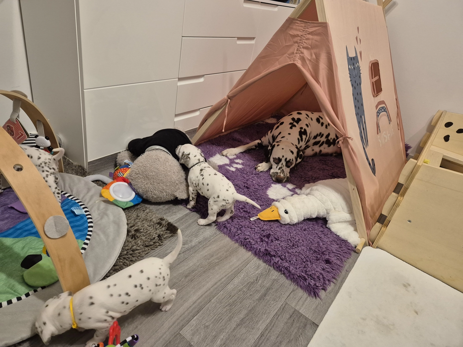 Dalmatiner - Zuchtstätte - Tierärztlicher Bericht über eine Ultraschalluntersuchung einer trächtigen Hündin namens Merle