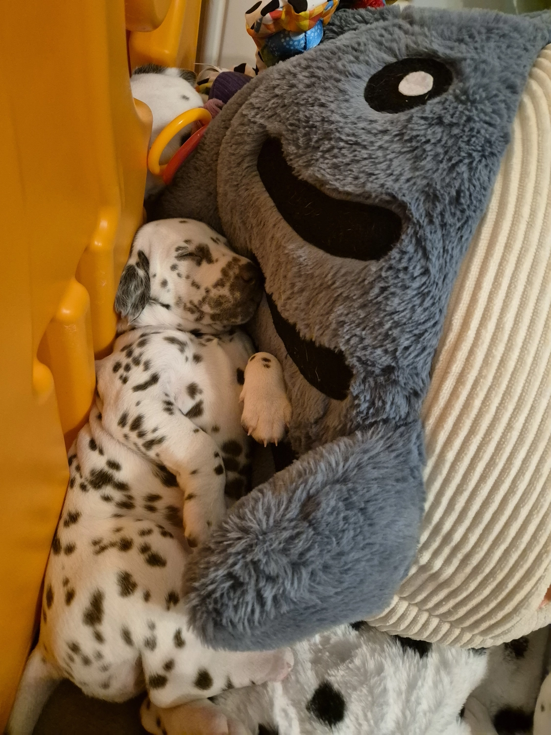 Dalmatiner - Zuchtstätte - Tierärztlicher Bericht über eine Ultraschalluntersuchung einer trächtigen Hündin namens Merle