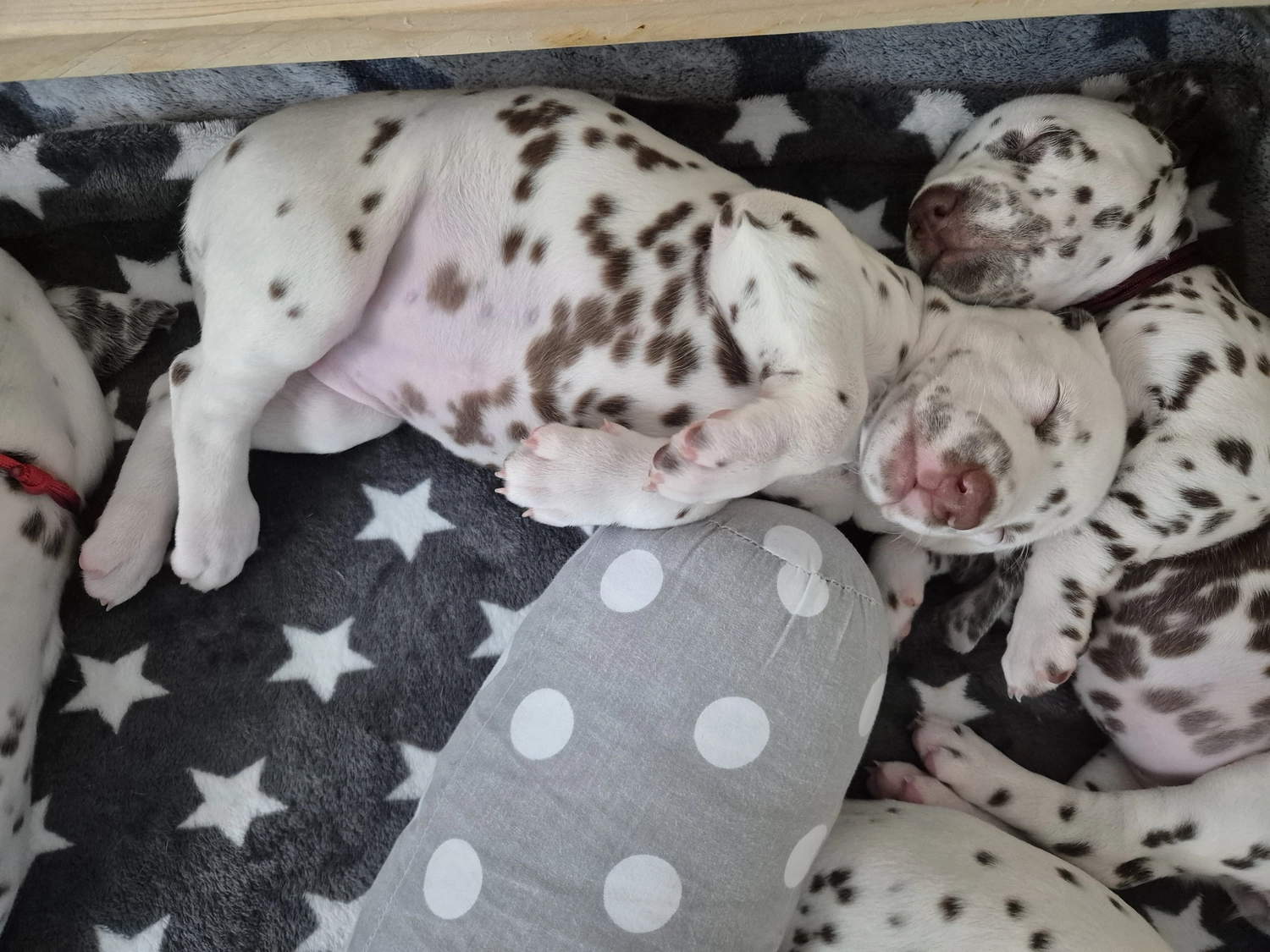 Dalmatiner - Zuchtstätte - Tierärztlicher Bericht über eine Ultraschalluntersuchung einer trächtigen Hündin namens Merle