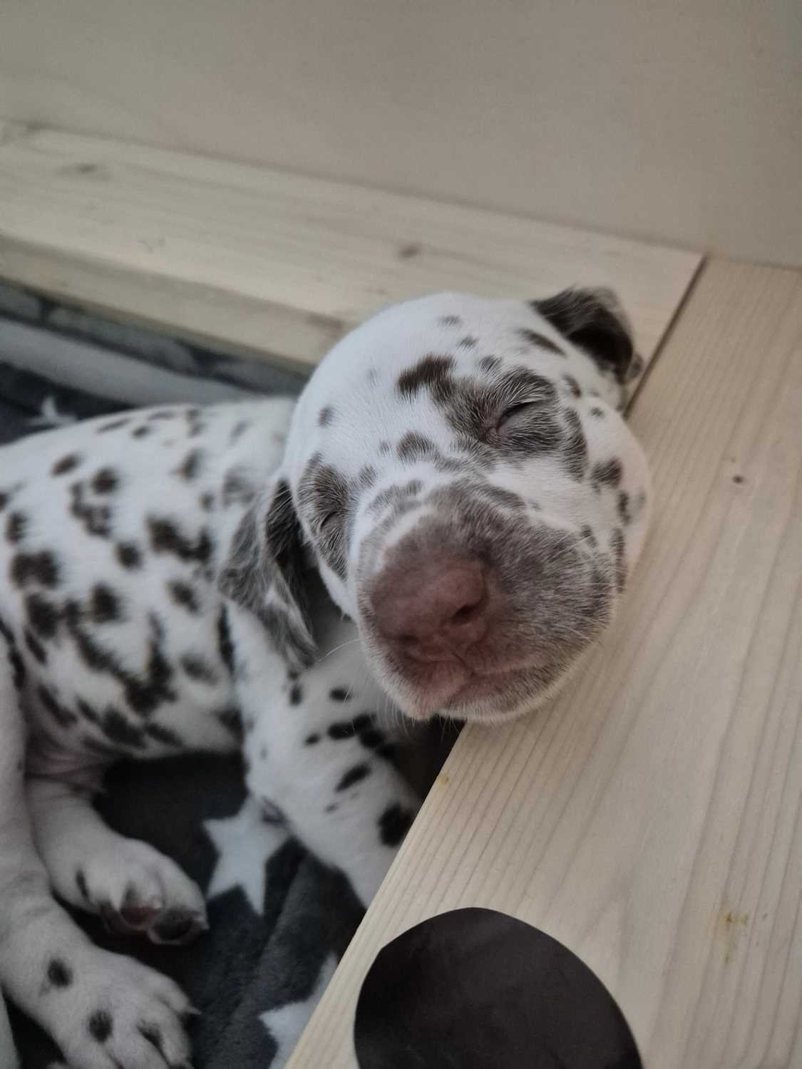 Dalmatiner - Zuchtstätte - Tierärztlicher Bericht über eine Ultraschalluntersuchung einer trächtigen Hündin namens Merle