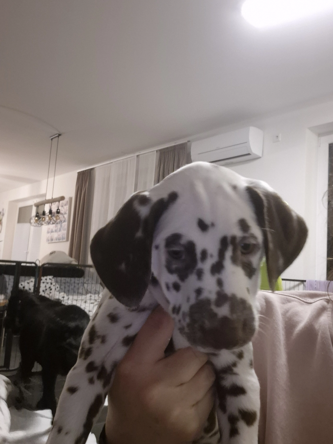 Dalmatiner - Zuchtstätte - Tierärztlicher Bericht über eine Ultraschalluntersuchung einer trächtigen Hündin namens Merle