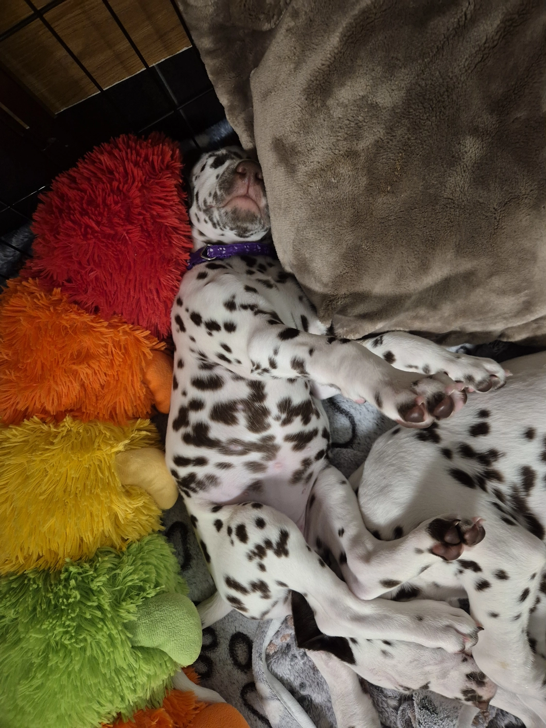 Dalmatiner - Zuchtstätte - Tierärztlicher Bericht über eine Ultraschalluntersuchung einer trächtigen Hündin namens Merle