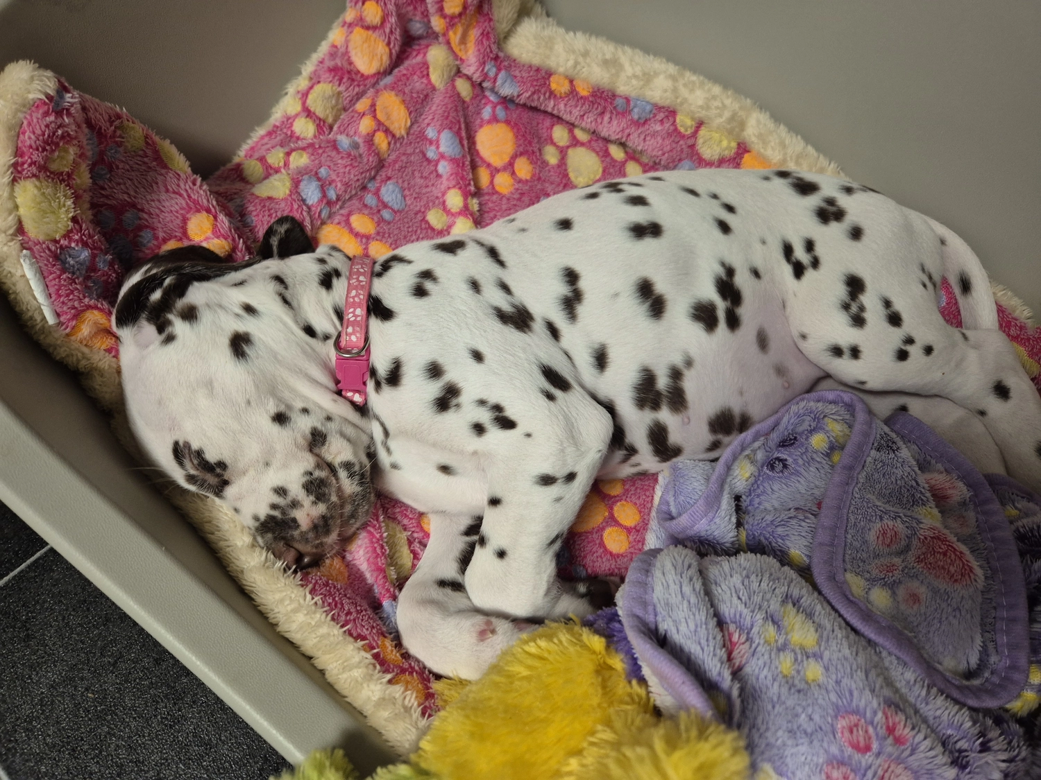 Dalmatiner - Zuchtstätte - Tierärztlicher Bericht über eine Ultraschalluntersuchung einer trächtigen Hündin namens Merle