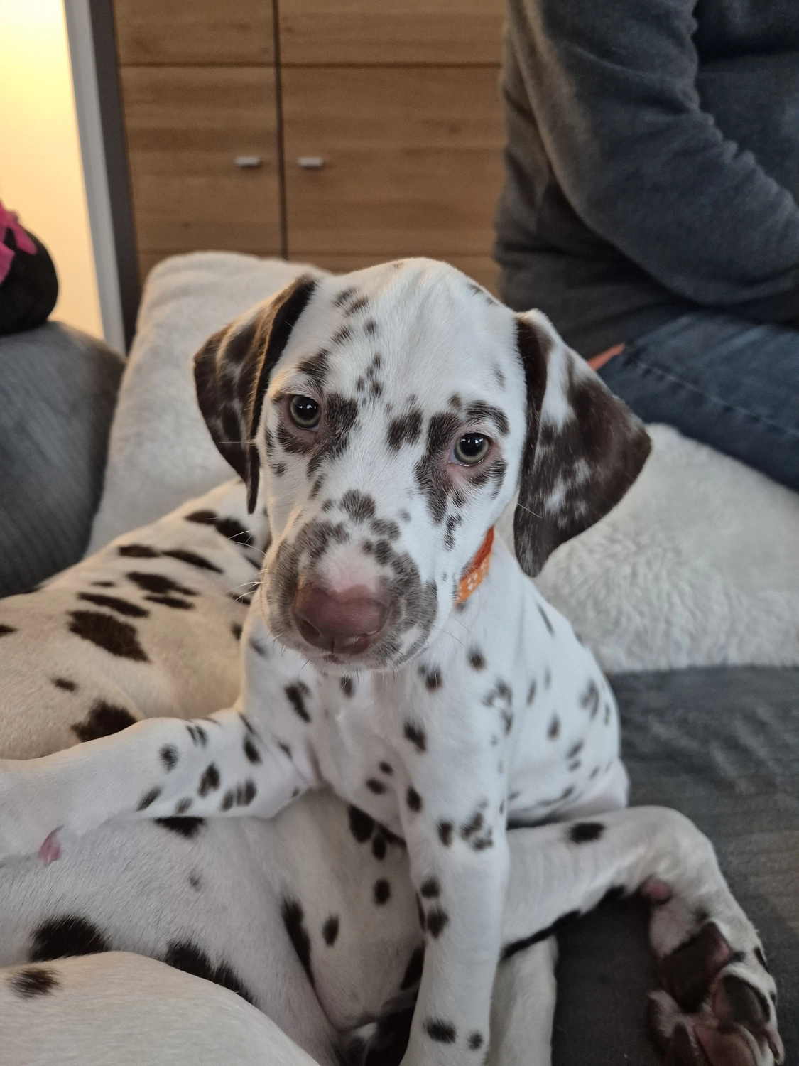 Dalmatiner - Zuchtstätte - Tierärztlicher Bericht über eine Ultraschalluntersuchung einer trächtigen Hündin namens Merle