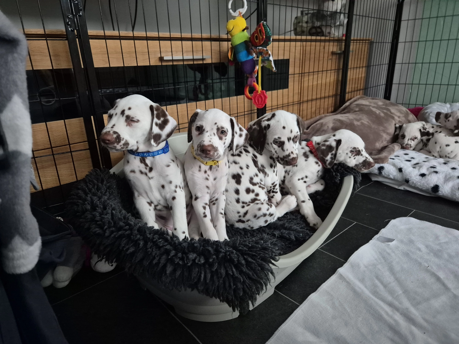 Dalmatiner - Zuchtstätte - Tierärztlicher Bericht über eine Ultraschalluntersuchung einer trächtigen Hündin namens Merle