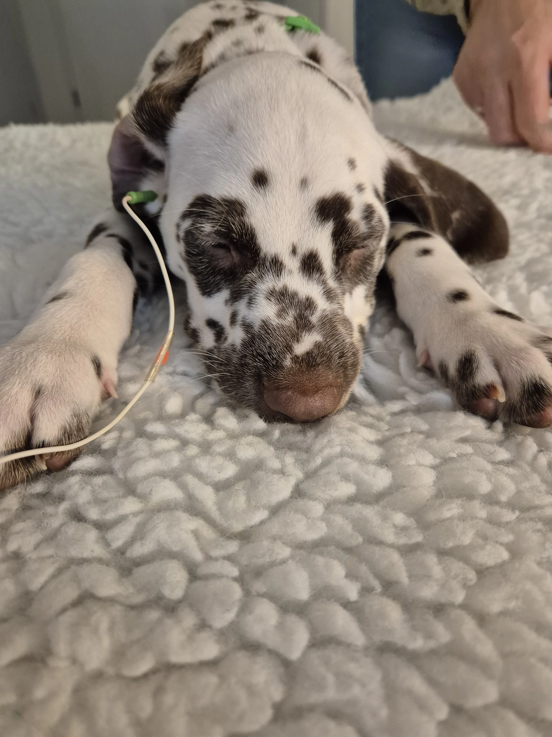 Dalmatiner - Zuchtstätte - Tierärztlicher Bericht über eine Ultraschalluntersuchung einer trächtigen Hündin namens Merle