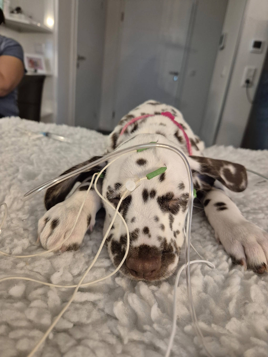 Dalmatiner - Zuchtstätte - Tierärztlicher Bericht über eine Ultraschalluntersuchung einer trächtigen Hündin namens Merle