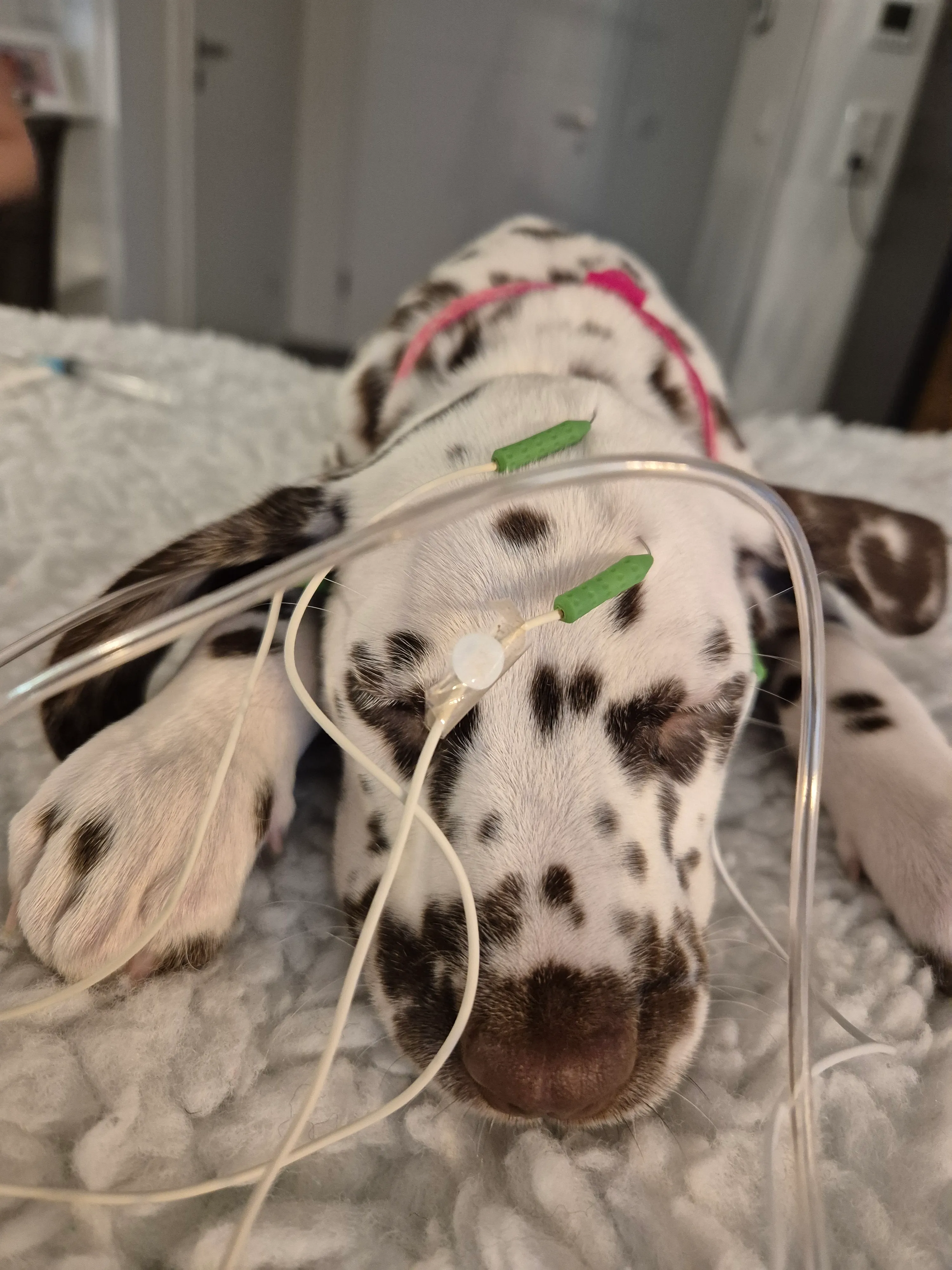 Dalmatiner - Zuchtstätte - Tierärztlicher Bericht über eine Ultraschalluntersuchung einer trächtigen Hündin namens Merle