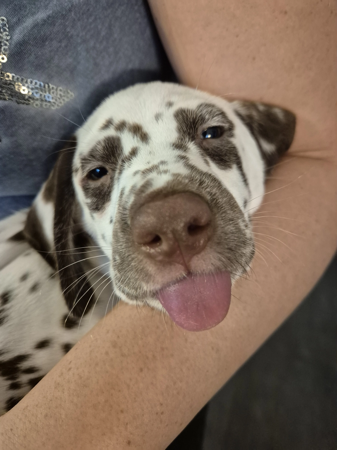 Dalmatiner - Zuchtstätte - Tierärztlicher Bericht über eine Ultraschalluntersuchung einer trächtigen Hündin namens Merle