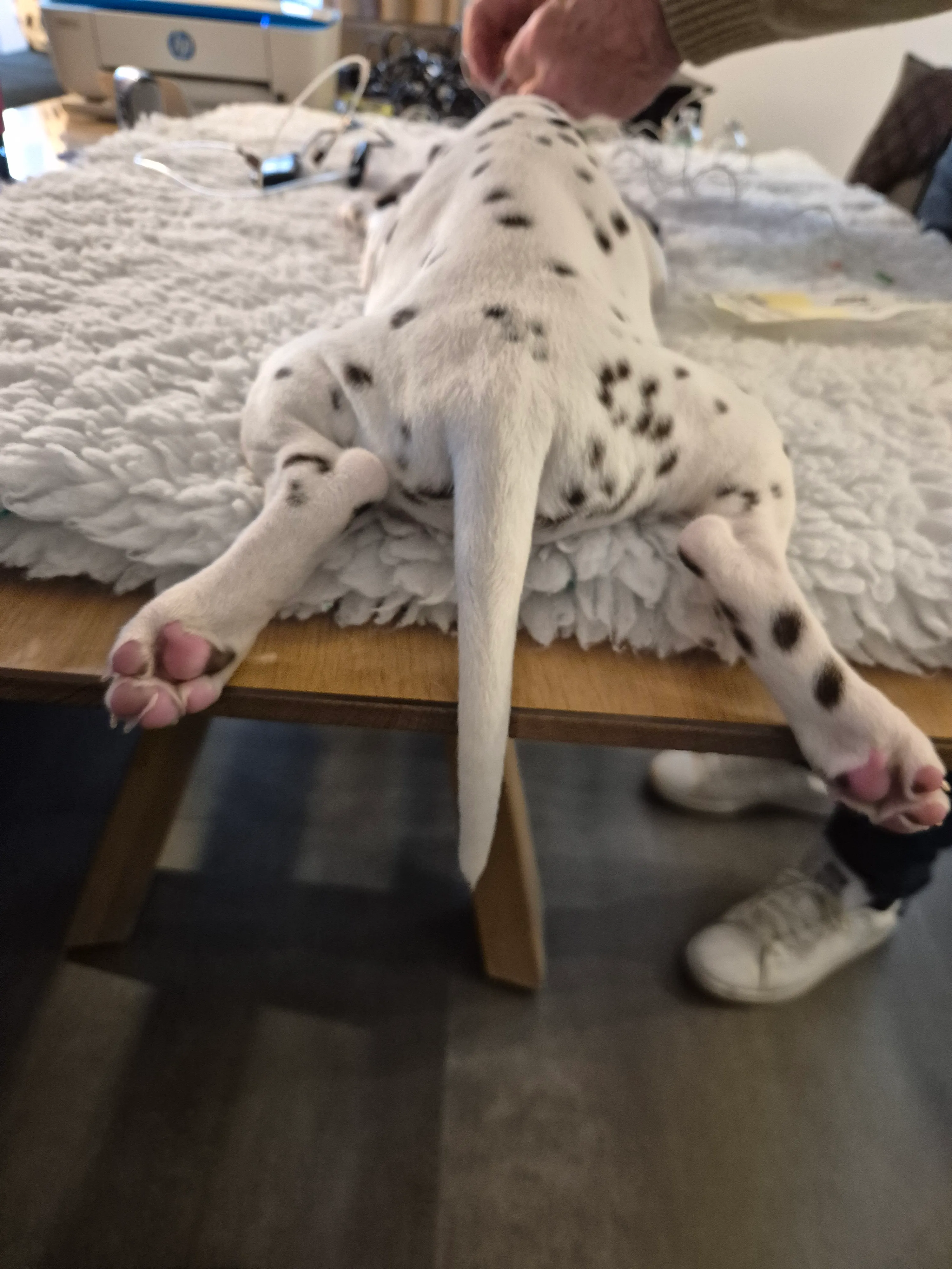 Dalmatiner - Zuchtstätte - Tierärztlicher Bericht über eine Ultraschalluntersuchung einer trächtigen Hündin namens Merle