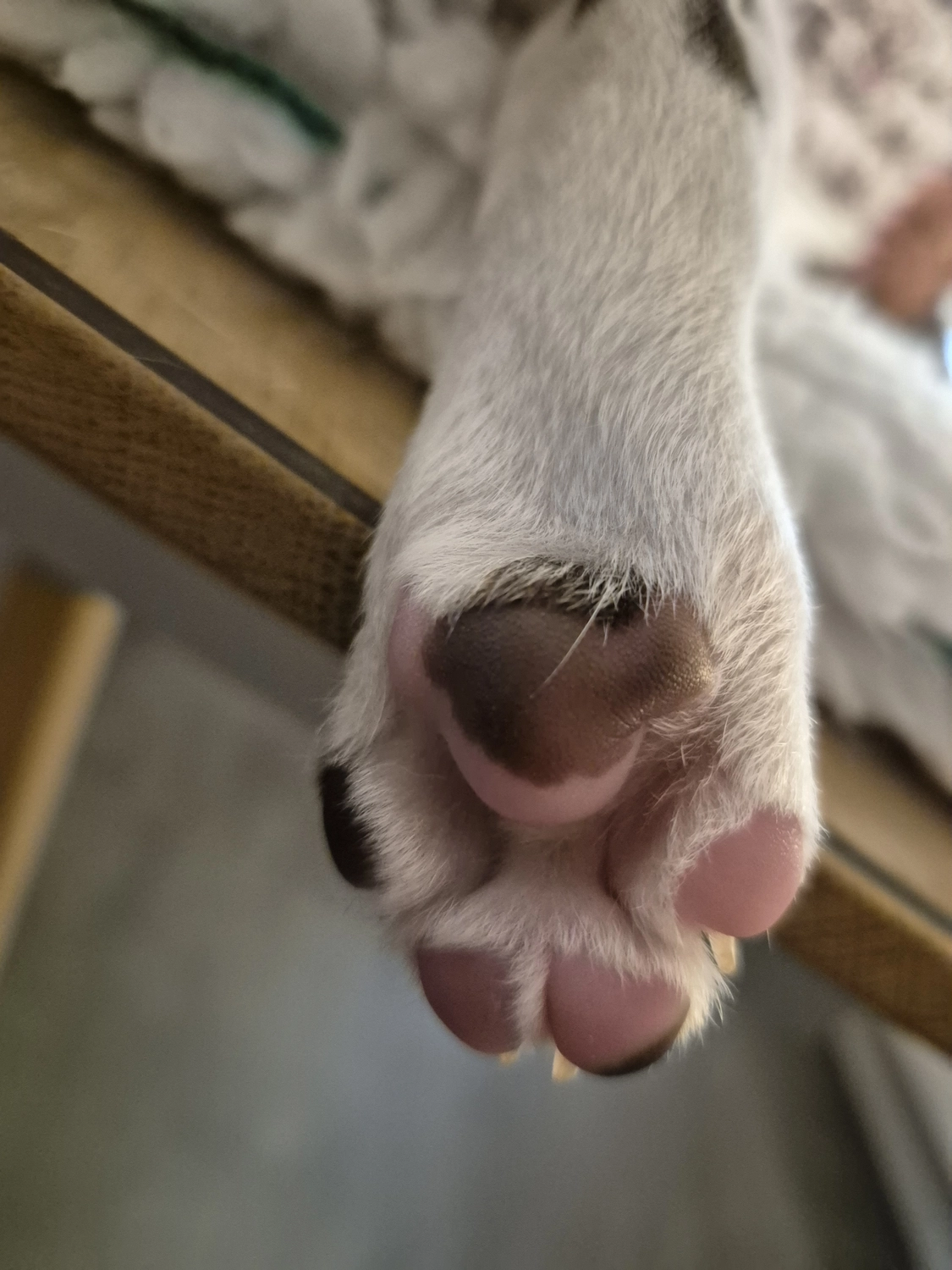 Dalmatiner - Zuchtstätte - Tierärztlicher Bericht über eine Ultraschalluntersuchung einer trächtigen Hündin namens Merle