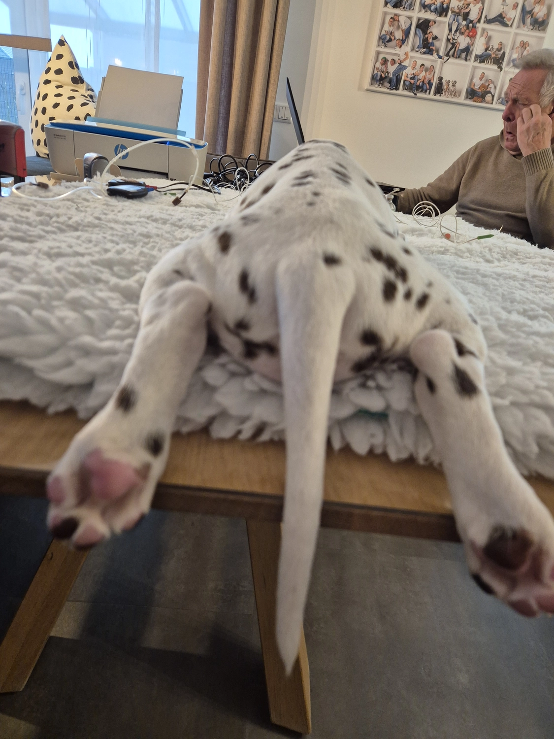 Dalmatiner - Zuchtstätte - Tierärztlicher Bericht über eine Ultraschalluntersuchung einer trächtigen Hündin namens Merle