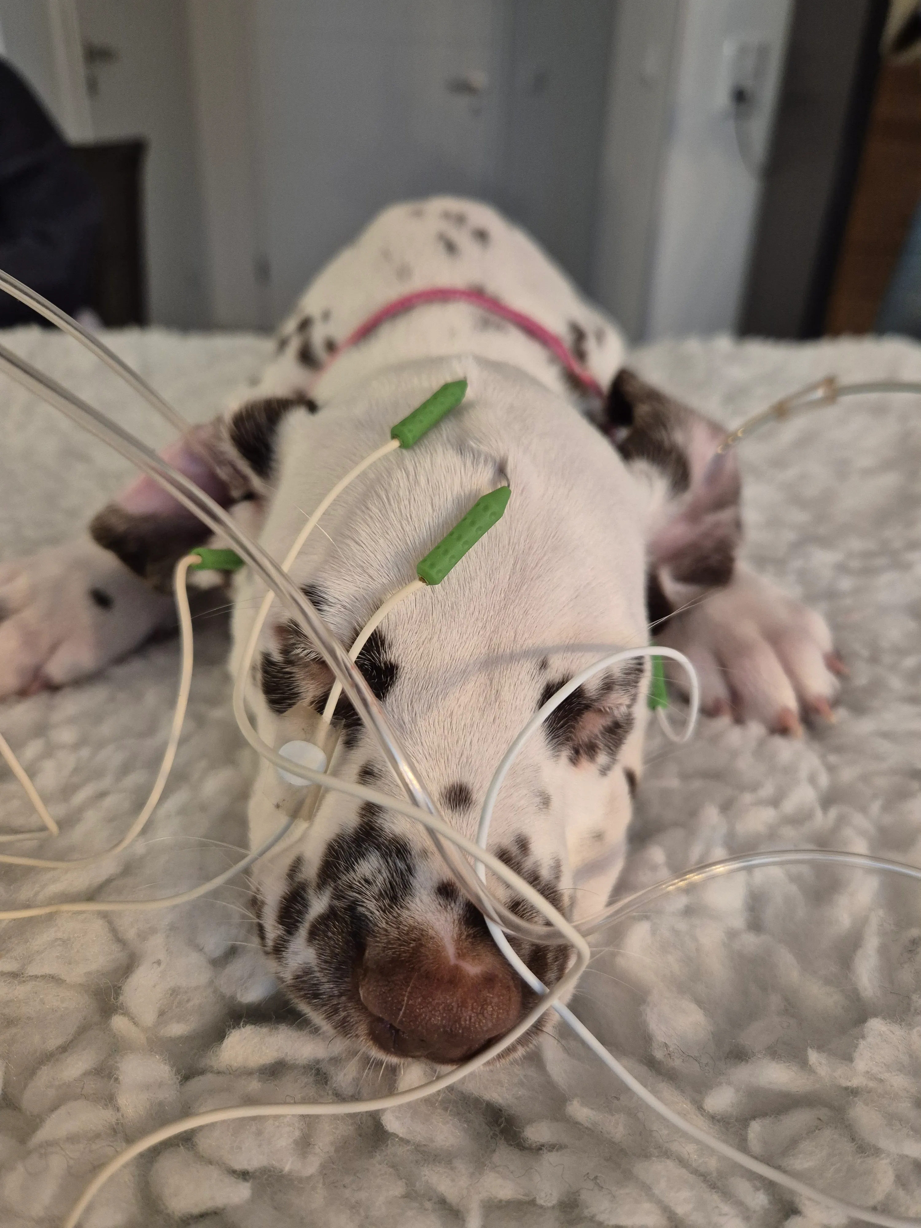 Dalmatiner - Zuchtstätte - Tierärztlicher Bericht über eine Ultraschalluntersuchung einer trächtigen Hündin namens Merle