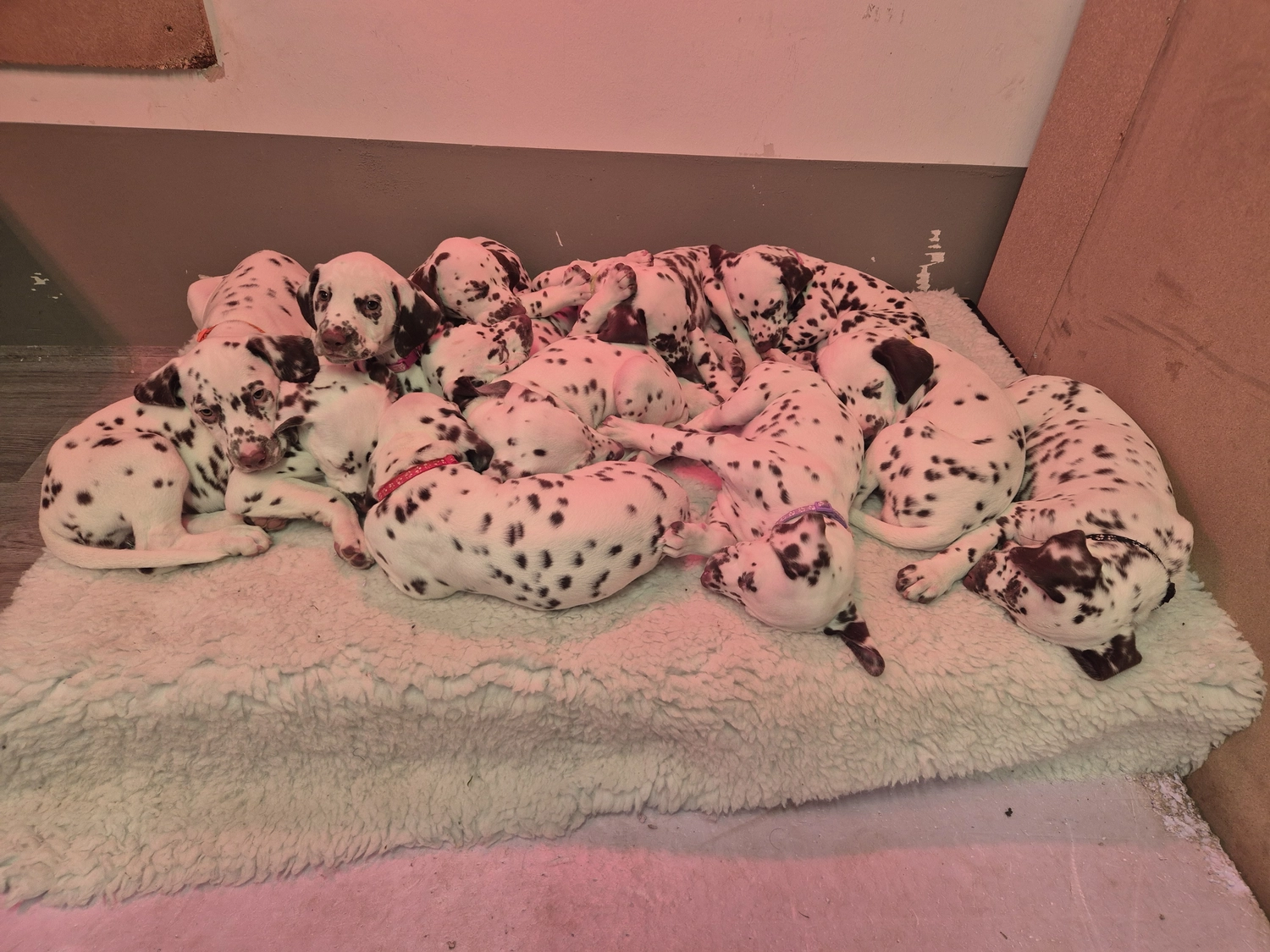 Dalmatiner - Zuchtstätte - Tierärztlicher Bericht über eine Ultraschalluntersuchung einer trächtigen Hündin namens Merle