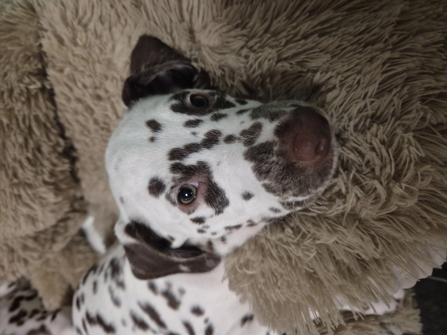 Dalmatiner - Zuchtstätte - Tierärztlicher Bericht über eine Ultraschalluntersuchung einer trächtigen Hündin namens Merle