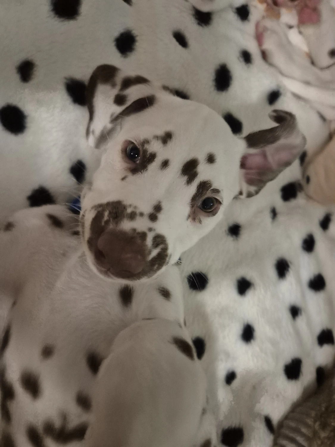 Dalmatiner - Zuchtstätte - Tierärztlicher Bericht über eine Ultraschalluntersuchung einer trächtigen Hündin namens Merle