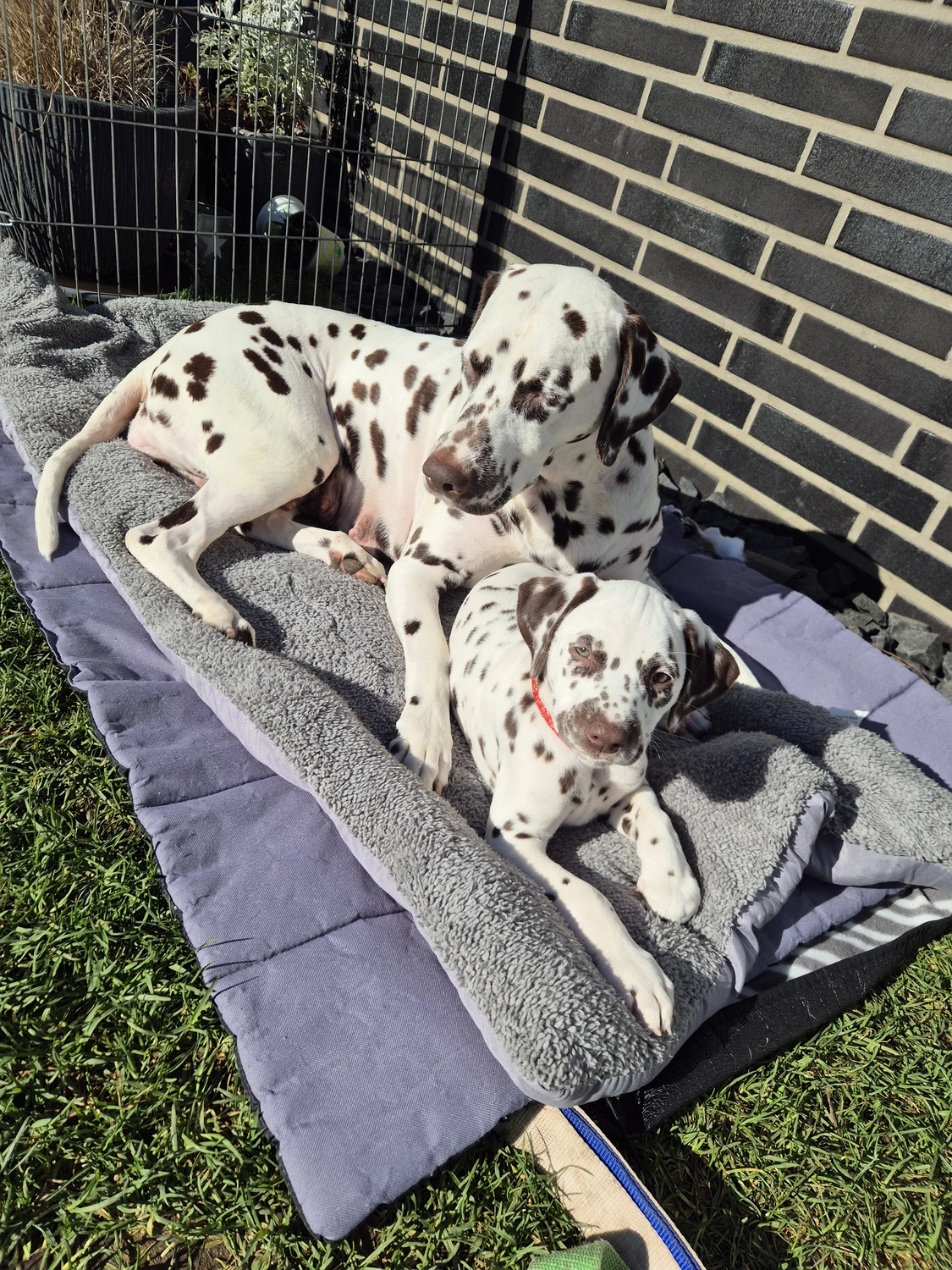 Dalmatiner - Zuchtstätte - Tierärztlicher Bericht über eine Ultraschalluntersuchung einer trächtigen Hündin namens Merle