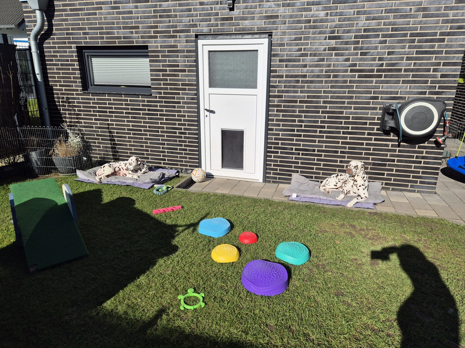 Dalmatiner - Zuchtstätte - Tierärztlicher Bericht über eine Ultraschalluntersuchung einer trächtigen Hündin namens Merle