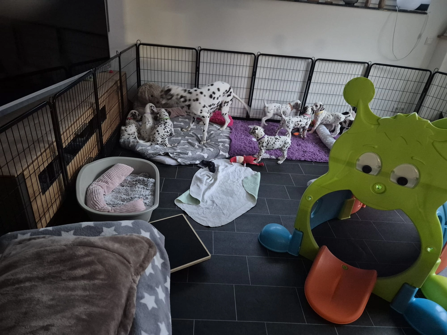 Dalmatiner - Zuchtstätte - Tierärztlicher Bericht über eine Ultraschalluntersuchung einer trächtigen Hündin namens Merle