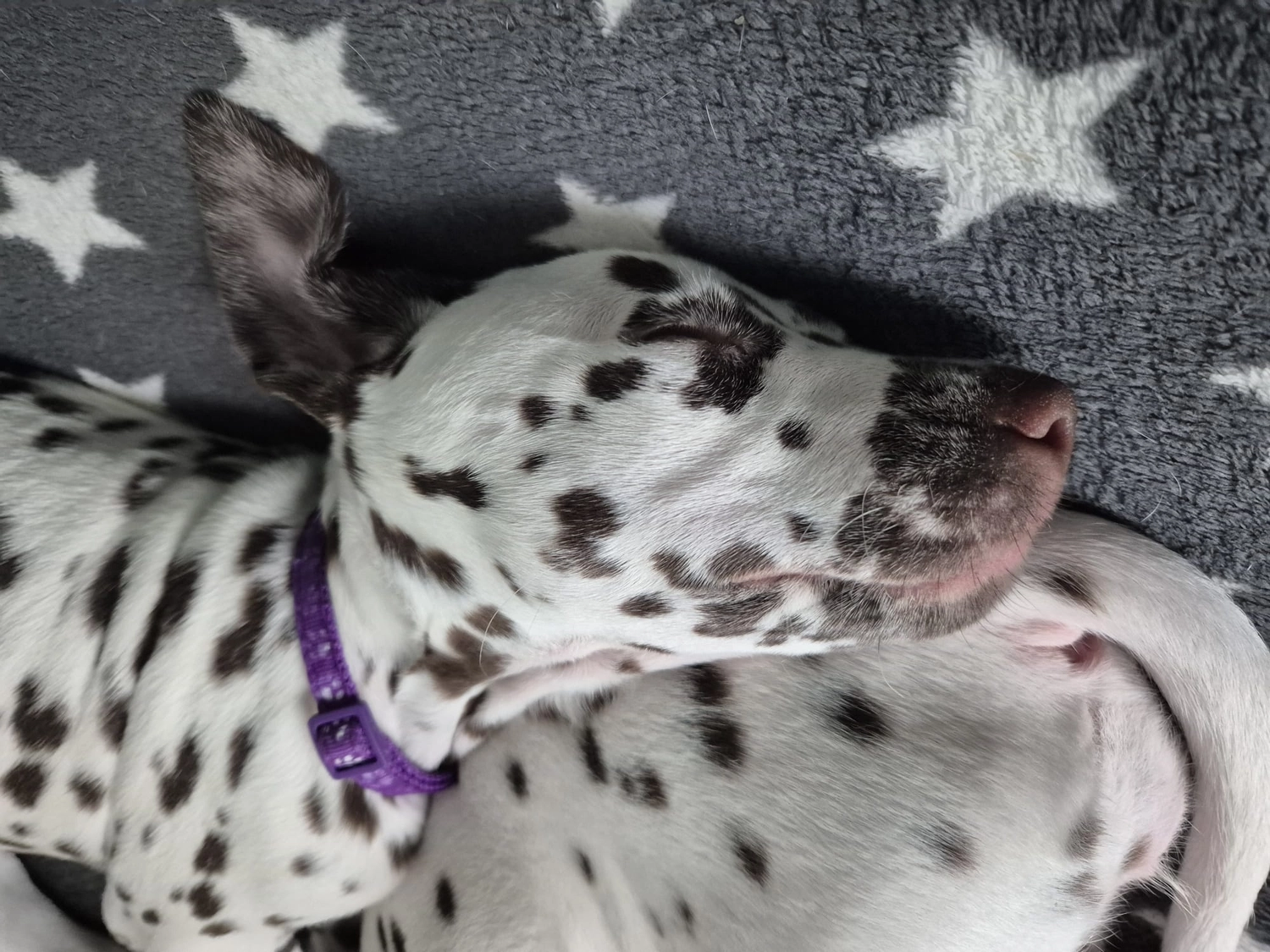 Dalmatiner - Zuchtstätte - Tierärztlicher Bericht über eine Ultraschalluntersuchung einer trächtigen Hündin namens Merle