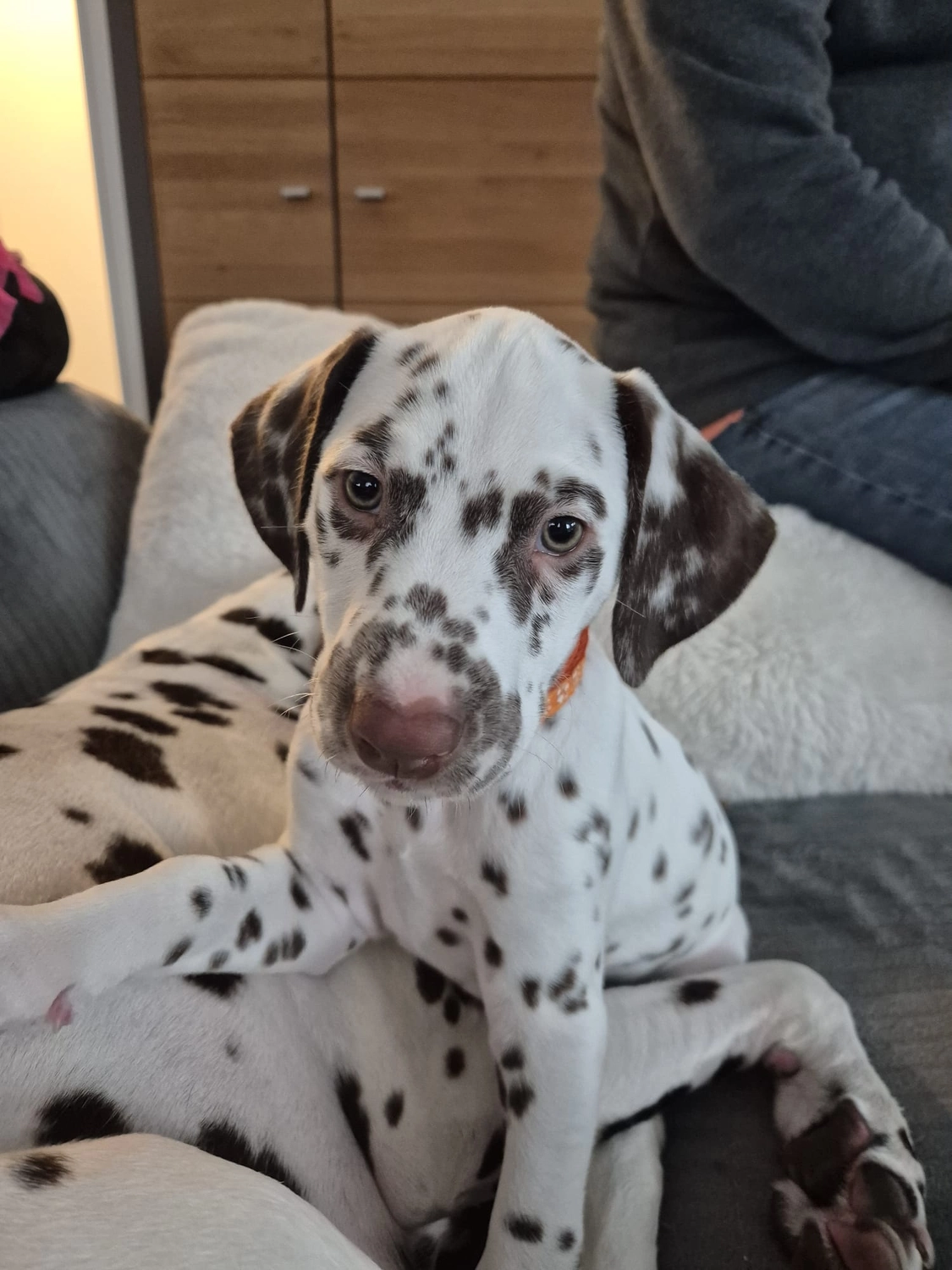 Dalmatiner - Zuchtstätte - Tierärztlicher Bericht über eine Ultraschalluntersuchung einer trächtigen Hündin namens Merle