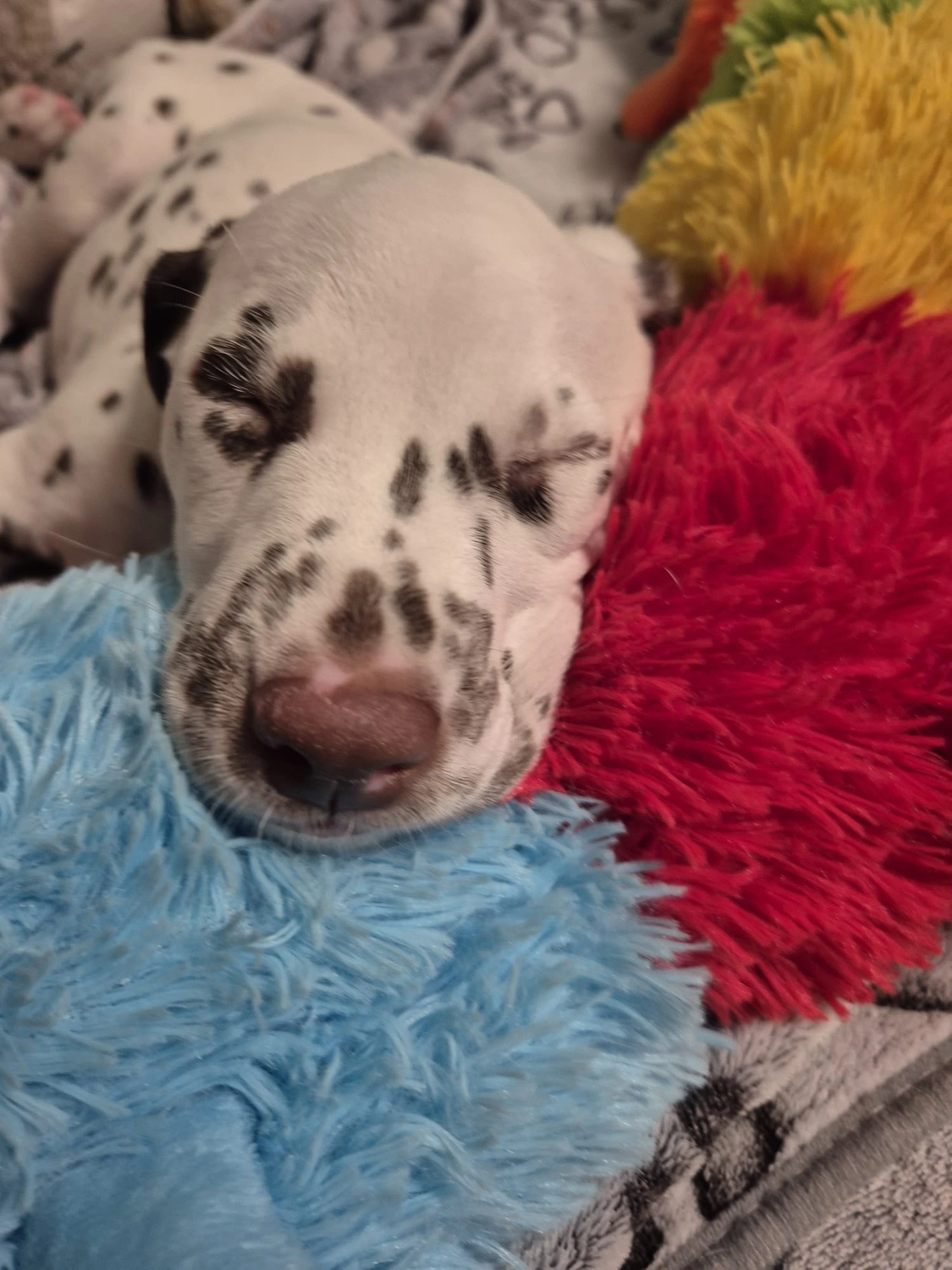 Dalmatiner - Zuchtstätte - Tierärztlicher Bericht über eine Ultraschalluntersuchung einer trächtigen Hündin namens Merle