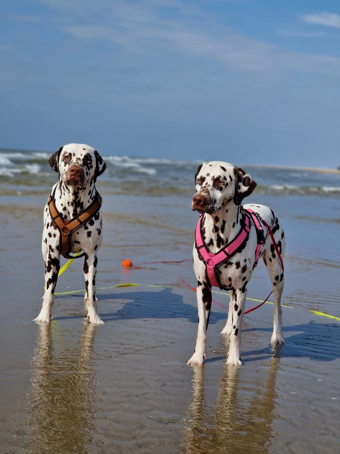 Dalmatinerzucht – Hunde