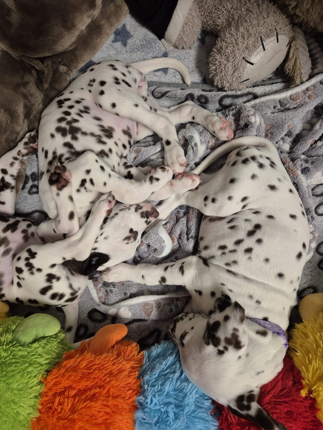 Dalmatiner - Zuchtstätte - Tierärztlicher Bericht über eine Ultraschalluntersuchung einer trächtigen Hündin namens Merle