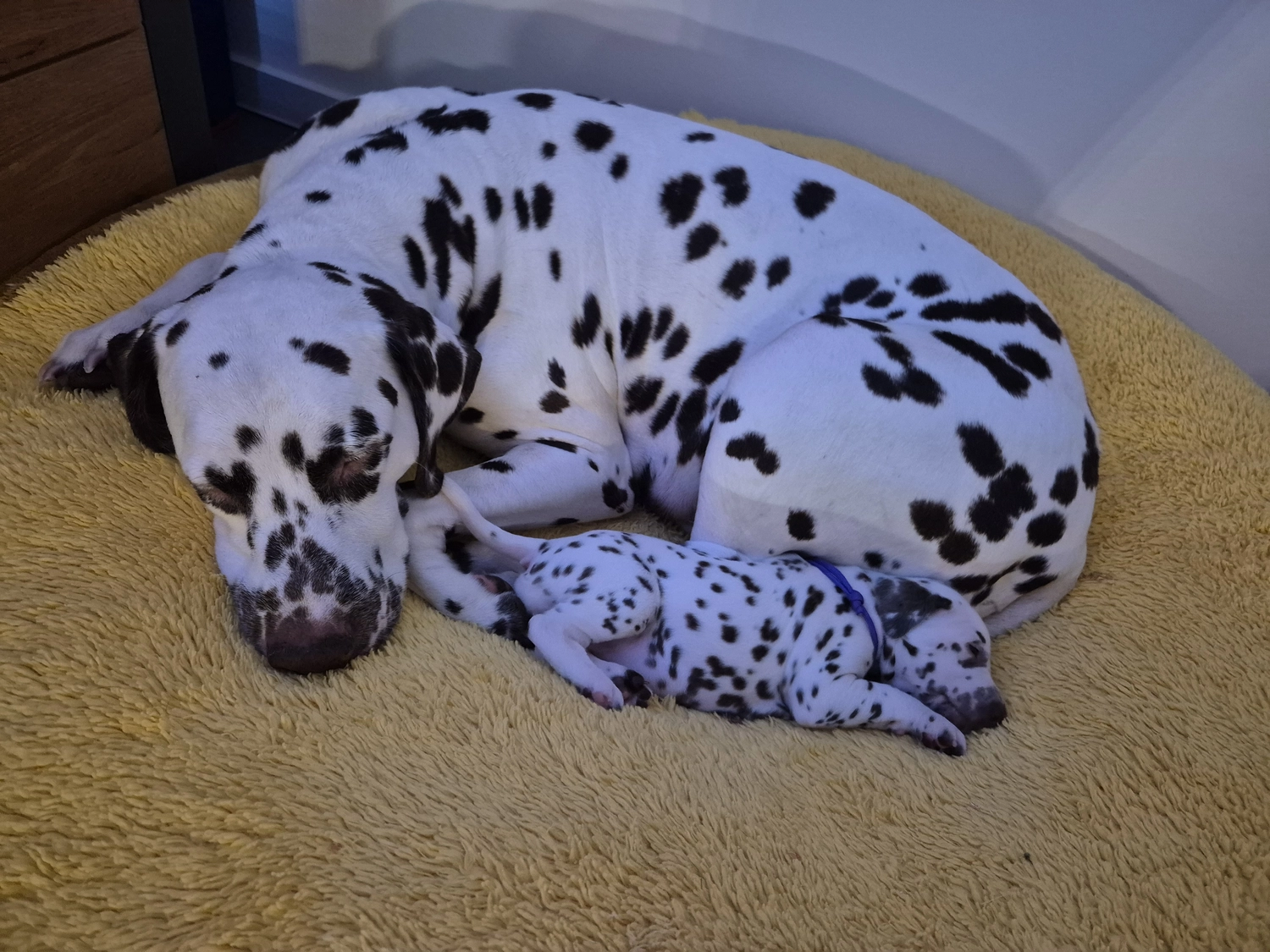 Dalmatiner - Zuchtstätte - Tierärztlicher Bericht über eine Ultraschalluntersuchung einer trächtigen Hündin namens Merle