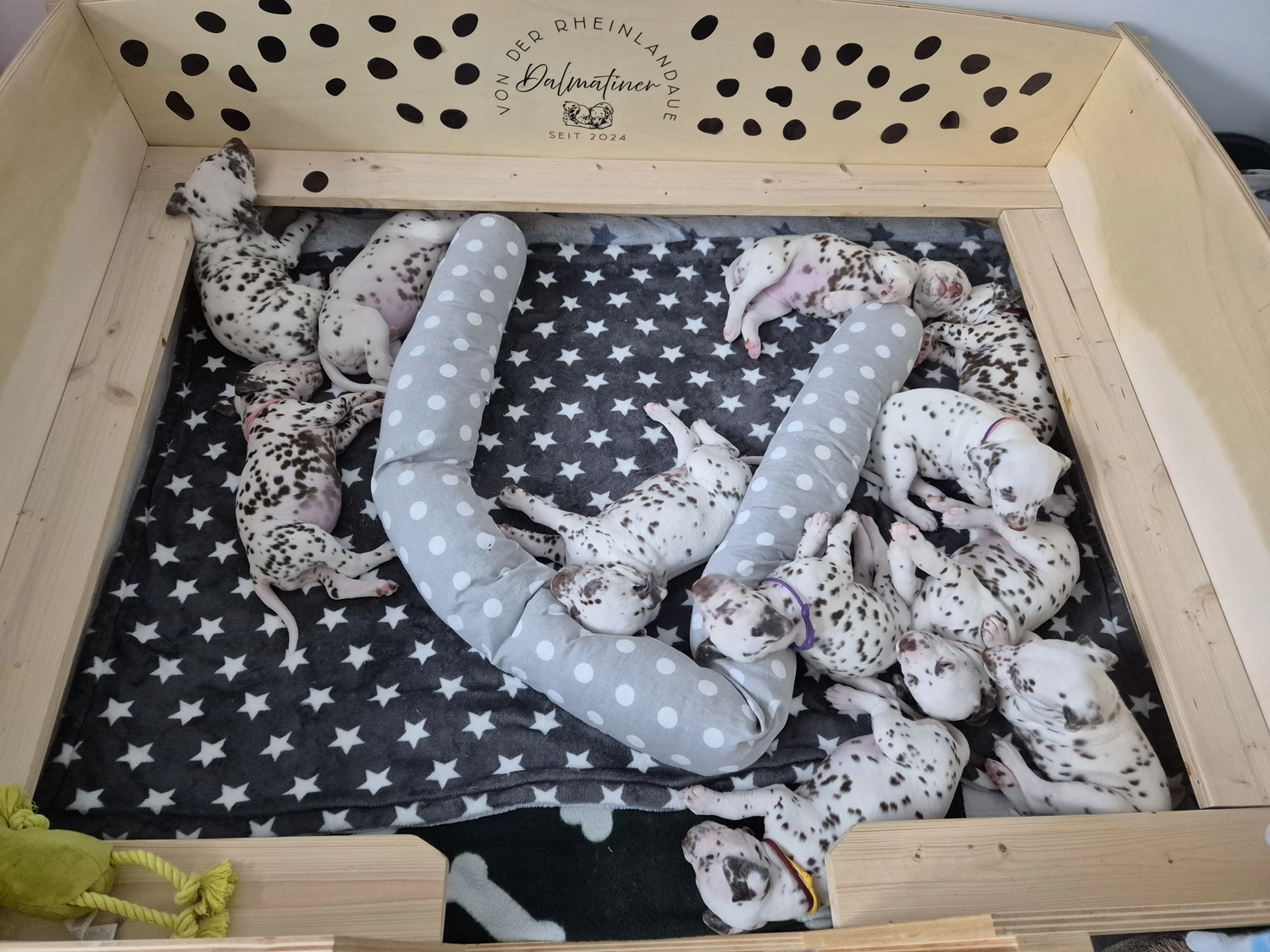 Dalmatiner - Zuchtstätte - Tierärztlicher Bericht über eine Ultraschalluntersuchung einer trächtigen Hündin namens Merle