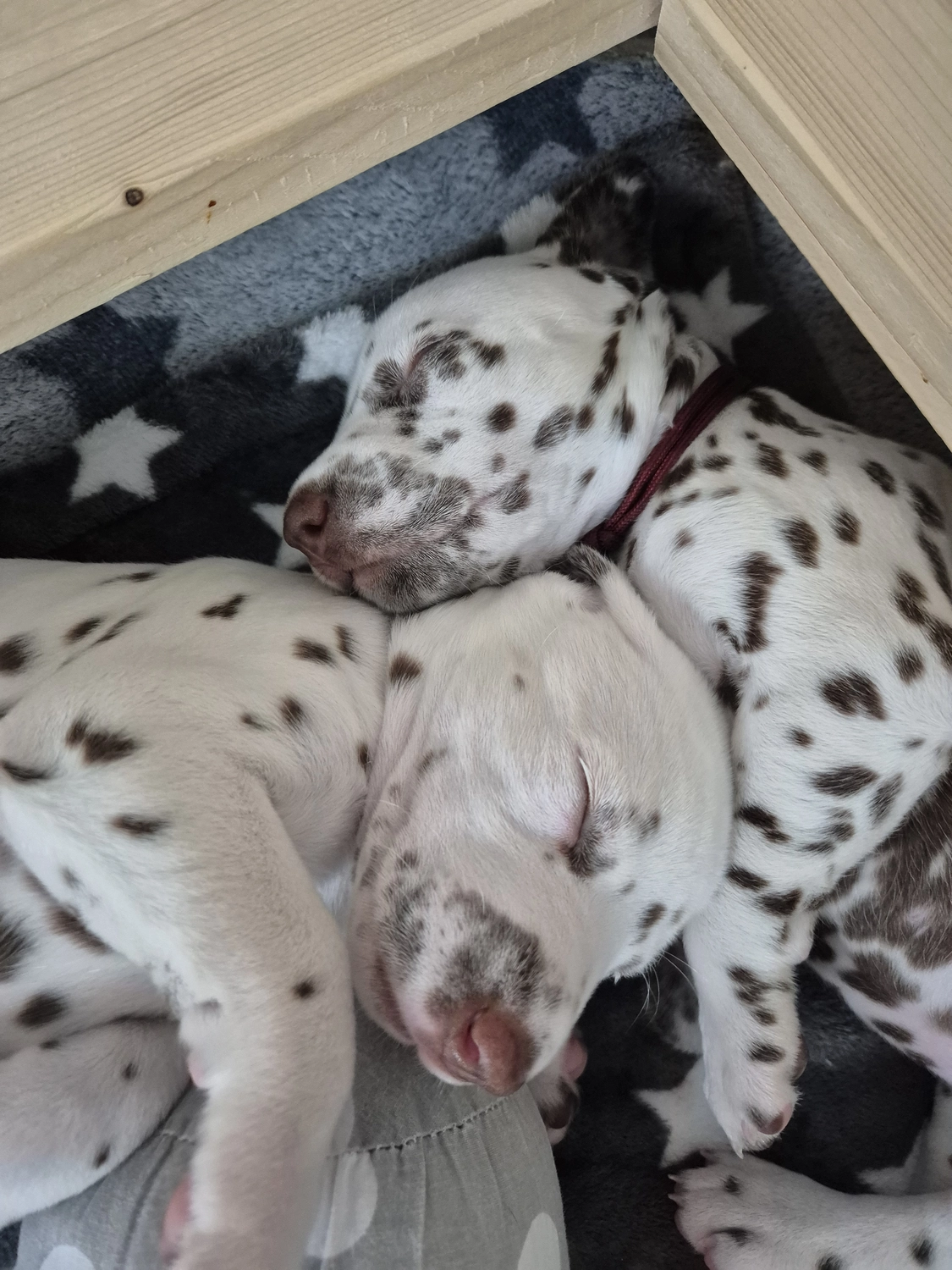 Dalmatiner - Zuchtstätte - Tierärztlicher Bericht über eine Ultraschalluntersuchung einer trächtigen Hündin namens Merle