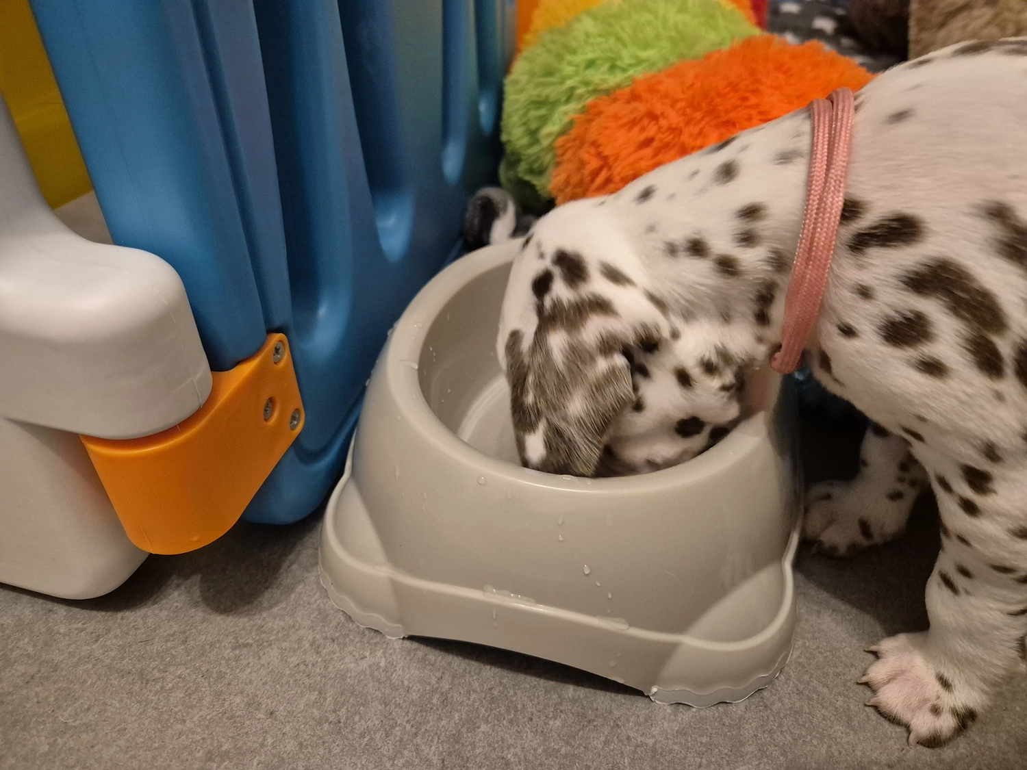 Dalmatiner - Zuchtstätte - Tierärztlicher Bericht über eine Ultraschalluntersuchung einer trächtigen Hündin namens Merle