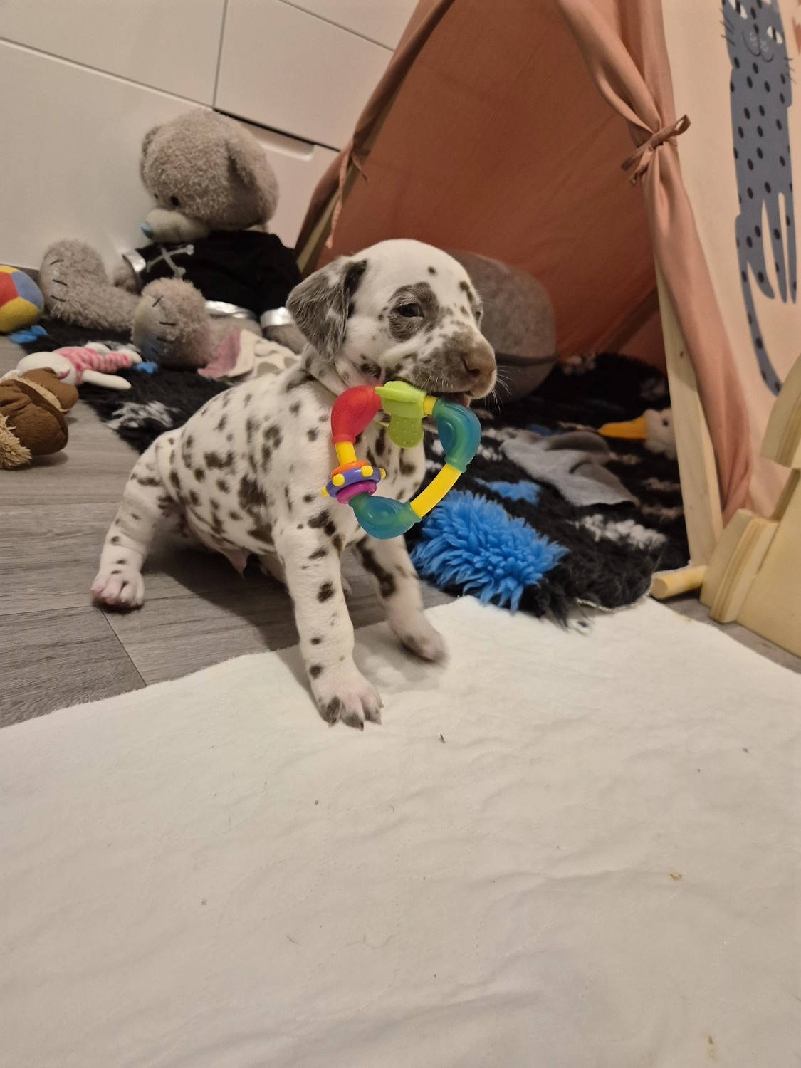 Dalmatiner - Zuchtstätte - Tierärztlicher Bericht über eine Ultraschalluntersuchung einer trächtigen Hündin namens Merle