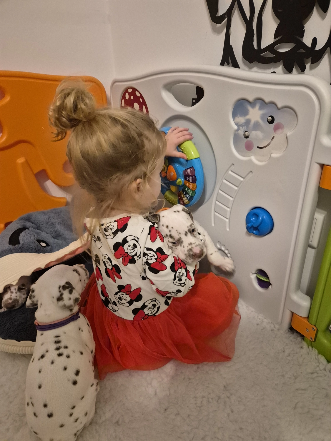 Dalmatiner - Zuchtstätte - Tierärztlicher Bericht über eine Ultraschalluntersuchung einer trächtigen Hündin namens Merle