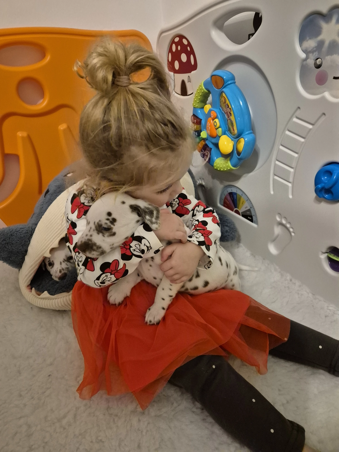 Dalmatiner - Zuchtstätte - Tierärztlicher Bericht über eine Ultraschalluntersuchung einer trächtigen Hündin namens Merle