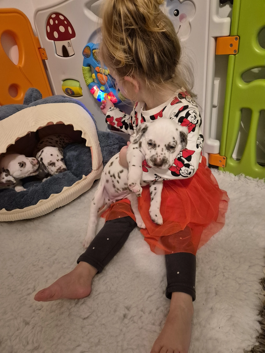 Dalmatiner - Zuchtstätte - Tierärztlicher Bericht über eine Ultraschalluntersuchung einer trächtigen Hündin namens Merle