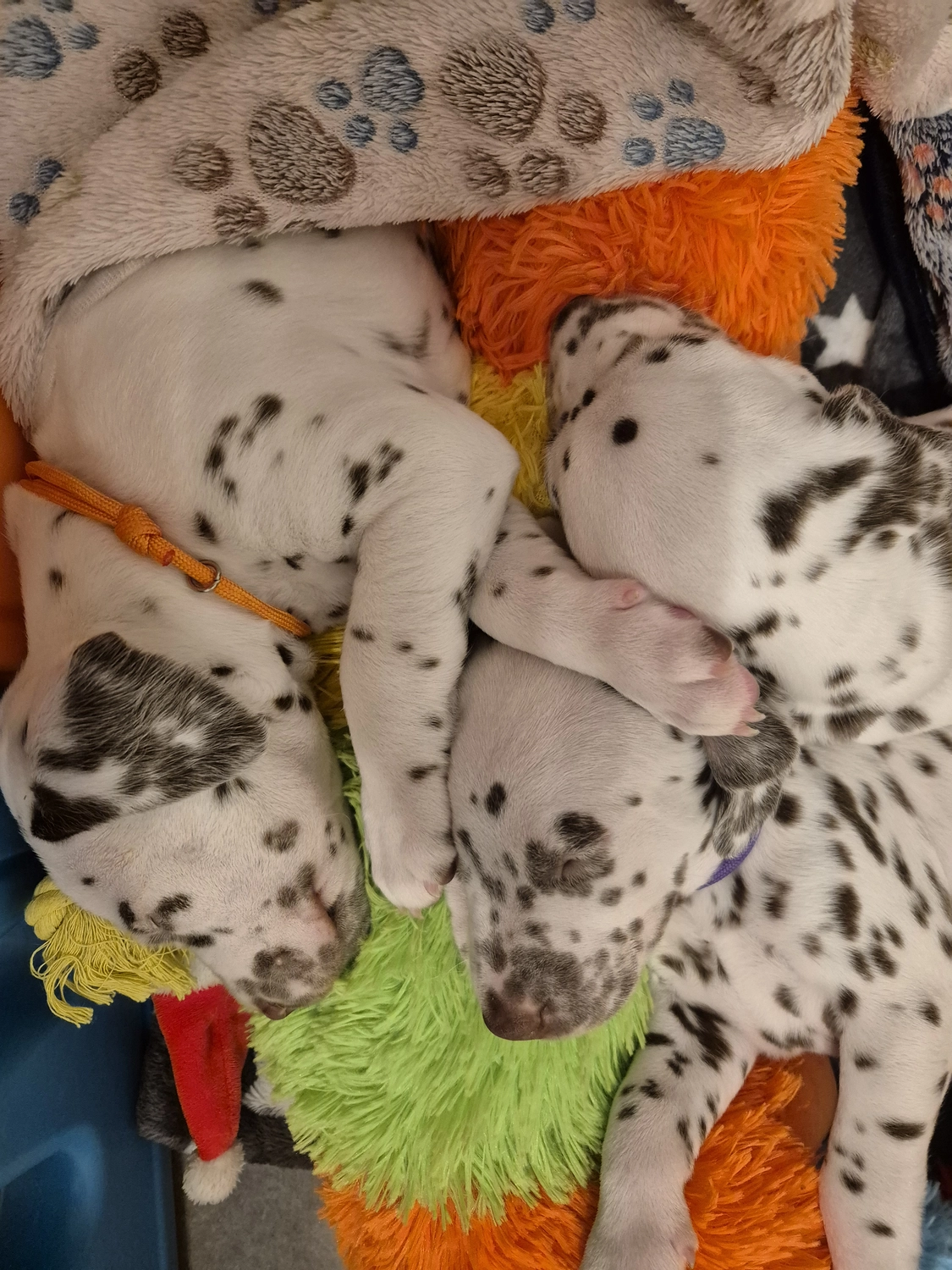 Dalmatiner - Zuchtstätte - Tierärztlicher Bericht über eine Ultraschalluntersuchung einer trächtigen Hündin namens Merle